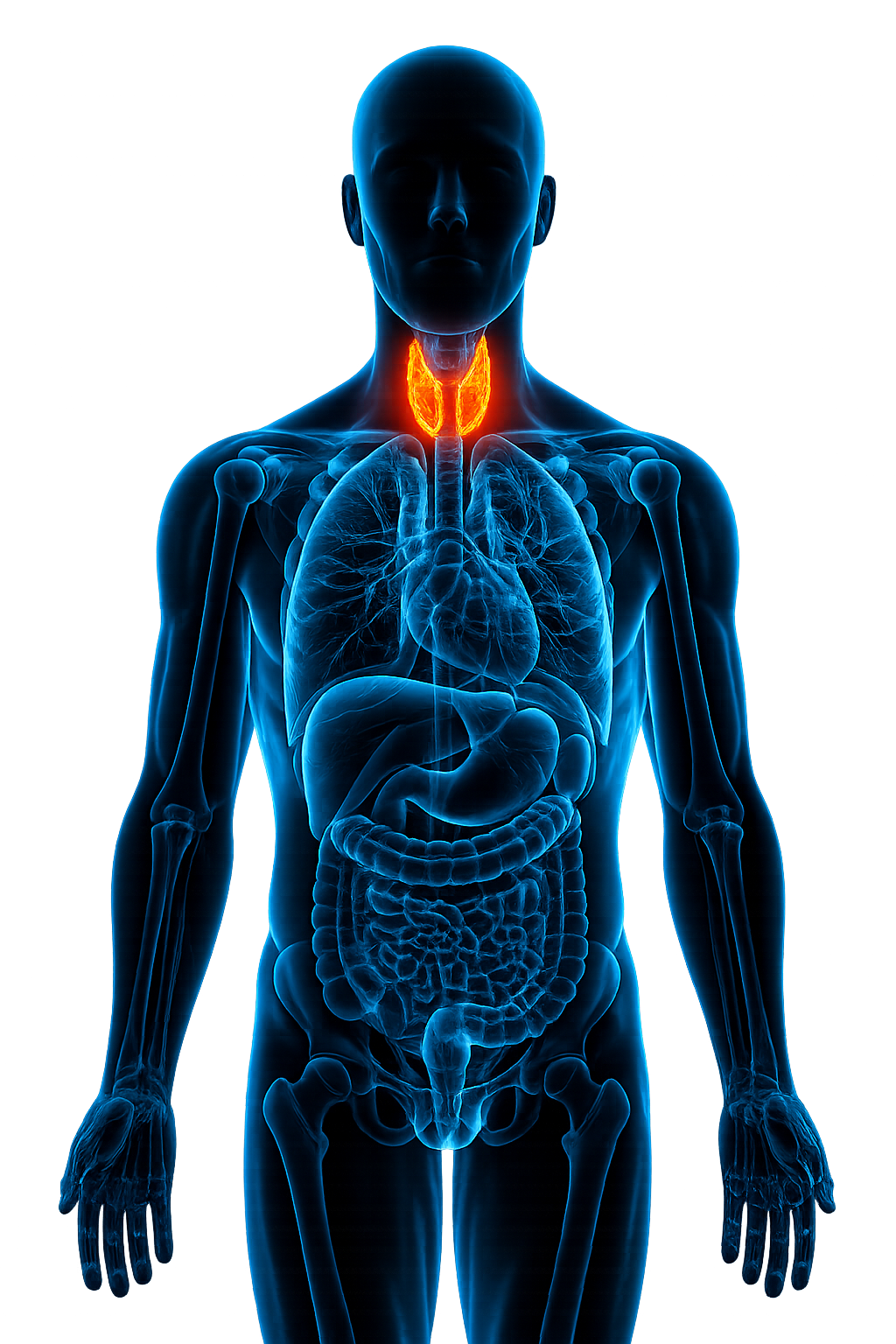 This is the world’s first complete thyroid & parathyroid diploma integrating: