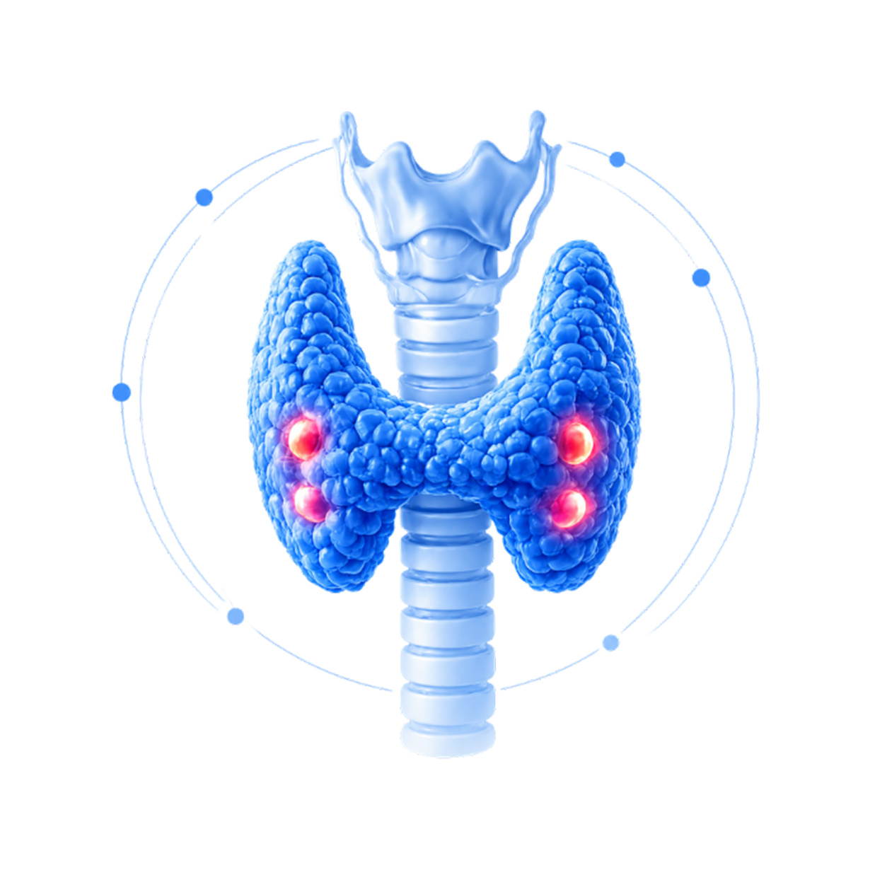 Thyroid & Parathyroid Medicine and Interventions